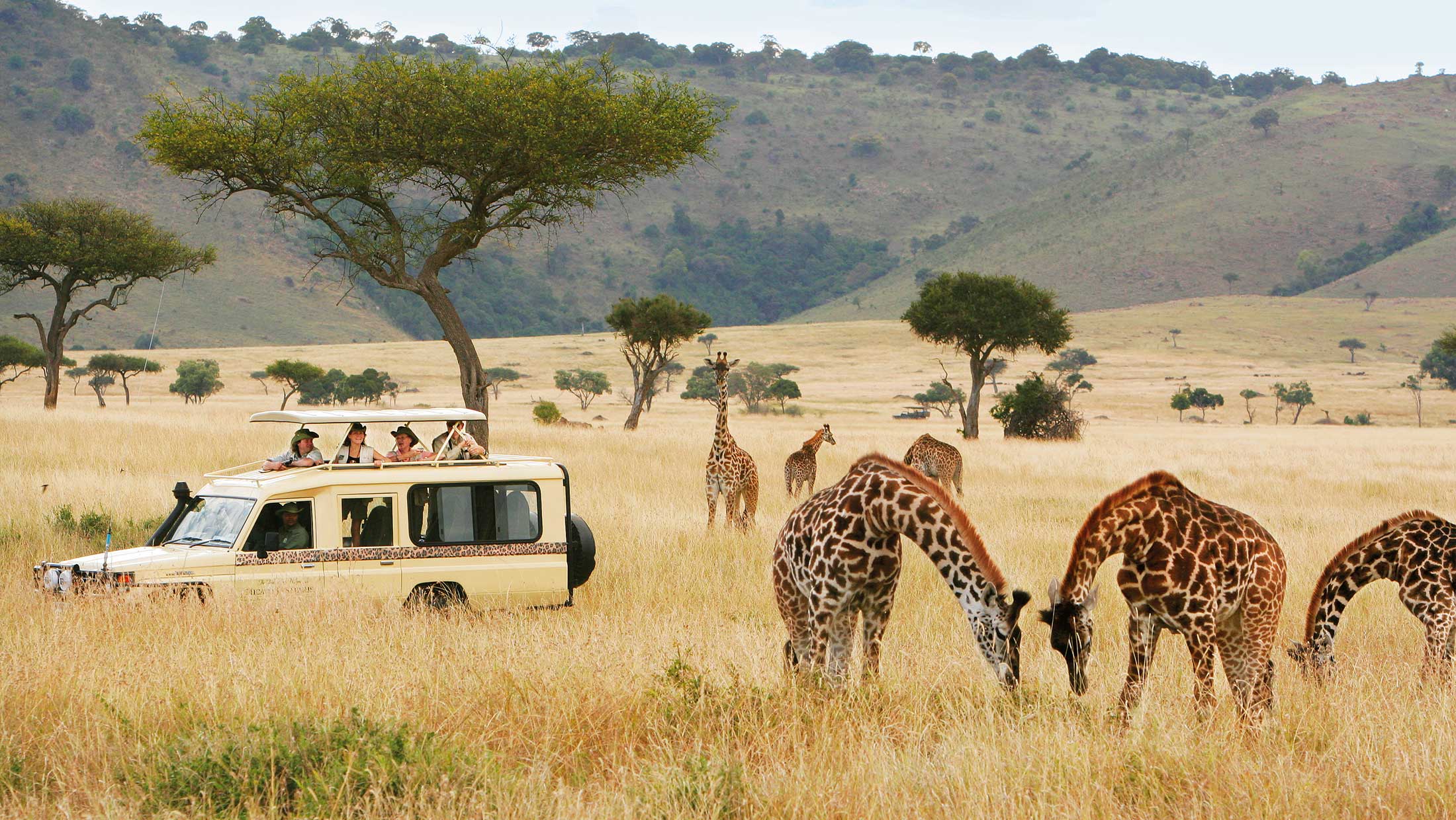 African Safari Wildlife